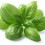 Basilic